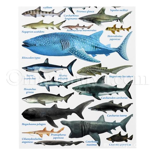 サメグッズ ポストカード おしゃれ 水族館グッズ ザ アクセス 鮫大全 絵葉書 ゆうパケット発送可 Buyee Buyee 日本の通販商品 オークションの代理入札 代理購入