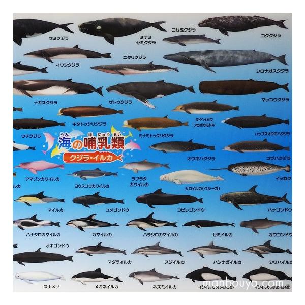 サイズ 下敷き クジラ イルカ 図鑑 したじき ザ アクセス 海の哺乳類大全 ゆうパケット発送可 まんぼう屋ドットコム Buyee Buyee 日本の通販商品 オークションの代理入札 代理購入