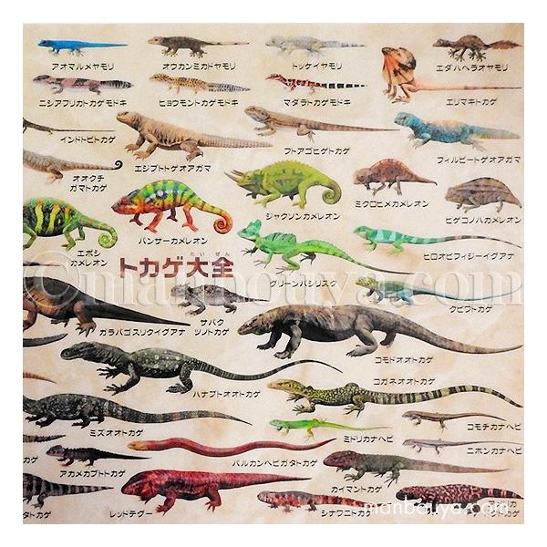 サイズ 下敷き トカゲ 爬虫類 図鑑 文房具 ザ アクセス トカゲ大全 したじき メール便発送可 Buyee Buyee Japanese Proxy Service Buy From Japan Bot Online
