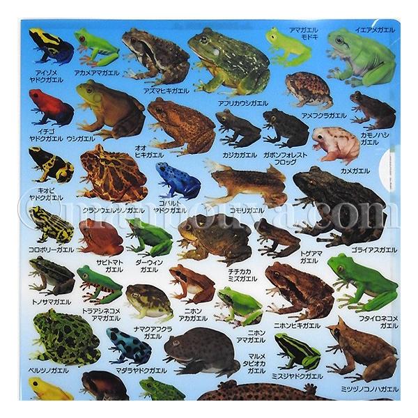 クリアファイル カエル サンショウウオ 図鑑 文房具 ザ アクセス 両棲類大全 クリアホルダー メール便発送可 Buyee Buyee บร การต วกลางจากญ ป น ซ อจากประเทศญ ป น