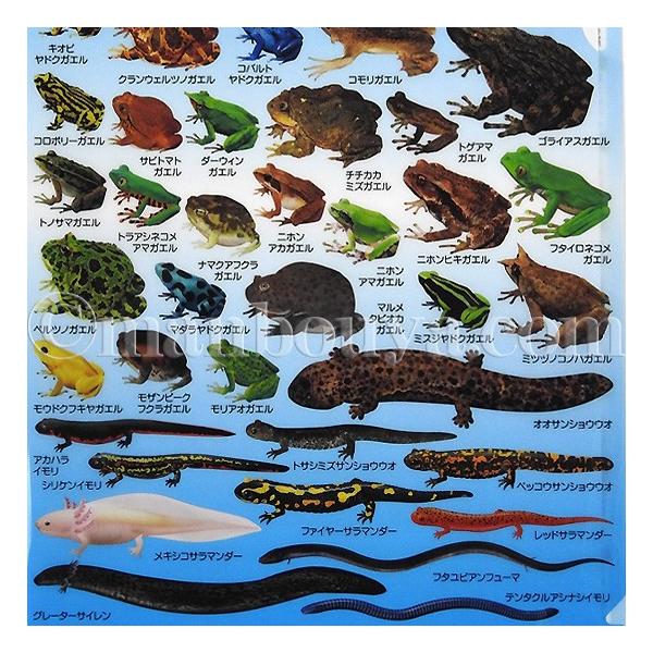 クリアファイル カエル サンショウウオ 図鑑 文房具 ザ アクセス 両棲類大全 クリアホルダー メール便発送可 Buyee Buyee บร การต วกลางจากญ ป น ซ อจากประเทศญ ป น