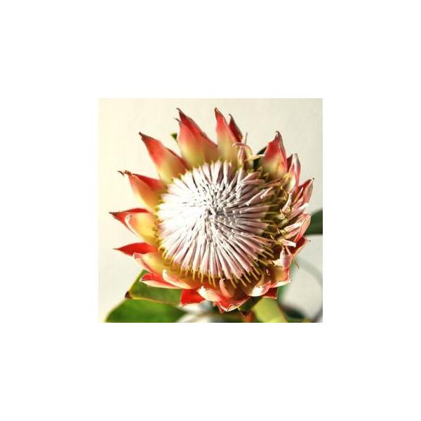 Kingprotea Cut Flower キングプロテア 切り花 １本 Buyee Buyee Japanese Proxy Service Buy From Japan Bot Online