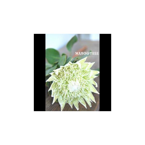 Kingprotea Cut Flower キングプロテア白 切り花 １本 Buyee Buyee Japanese Proxy Service Buy From Japan Bot Online