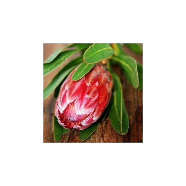 Protea Pink Ice Cut Flower プロテアピンクアイス 切り花 １本 Buyee Buyee Japanese Proxy Service Buy From Japan Bot Online