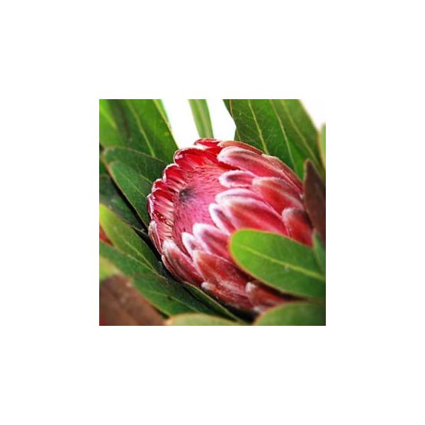 Protea Pink Ice Cut Flower プロテアピンクアイス 切り花 １本 Buyee Buyee 日本の通販商品 オークションの代理入札 代理購入