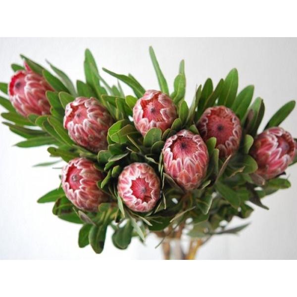 Protea Pink Ice Cut Flower プロテアピンクアイス 切り花 １本 Buyee Buyee 日本の通販商品 オークションの代理入札 代理購入