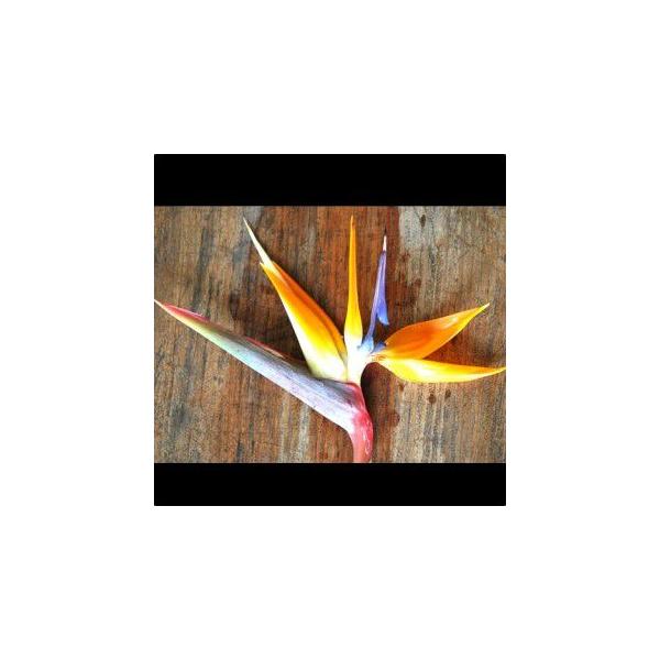 Bird Of Paradise Cut Flower ストレリチア 極楽鳥花 切り花 1本 Buyee Buyee Japanese Proxy Service Buy From Japan Bot Online