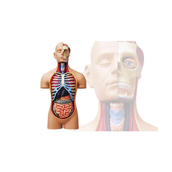 青島文化教材社 立体パズル 4D VISION 人体解剖モデル No.SP スーパー