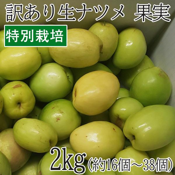 沖縄県産 特別栽培 果物 ナツメ なつめ 2kg(16個〜38個) 果実 沖縄県産 特別栽培 果物 ナツメ なつめ 2kg(16個〜38個) 果実