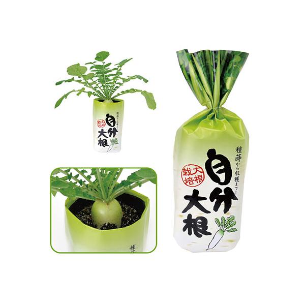 自分大根 大根栽培セット 野菜 根菜 栽培 家庭菜園 キッチン菜園 室内園芸 ガーデニング インテリア アーテック 102954