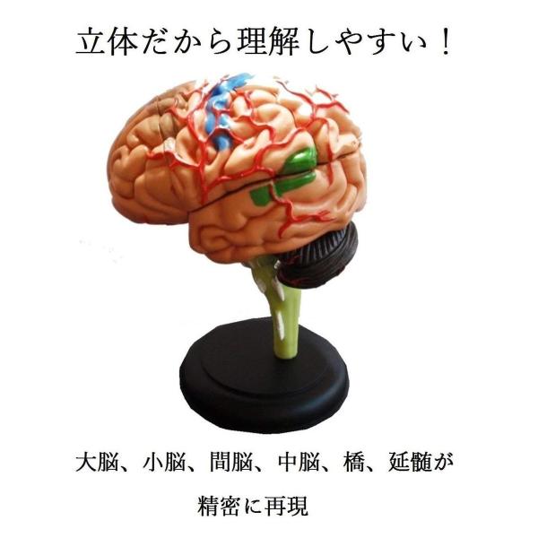 Medianfield 脳 模型 32パーツ 分解 モデル 人体模型 立体 脳みそ リアル 人体 脳 模型 Buyee Buyee 日本の通販商品 オークションの代理入札 代理購入