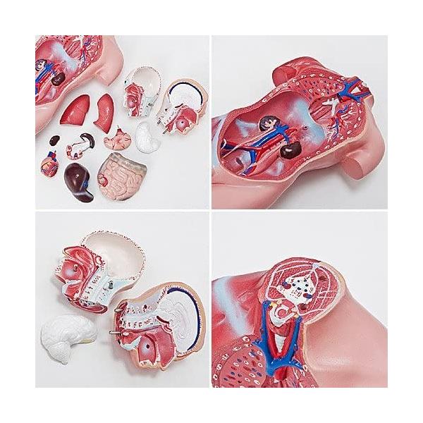 人体模型 女性モデル リアルタイプ 44 新品箱なし 人体解剖図 内臓 学校 教材 驚きの値段で 標本 病院 パーツ取り外し可能 Jk 4332a