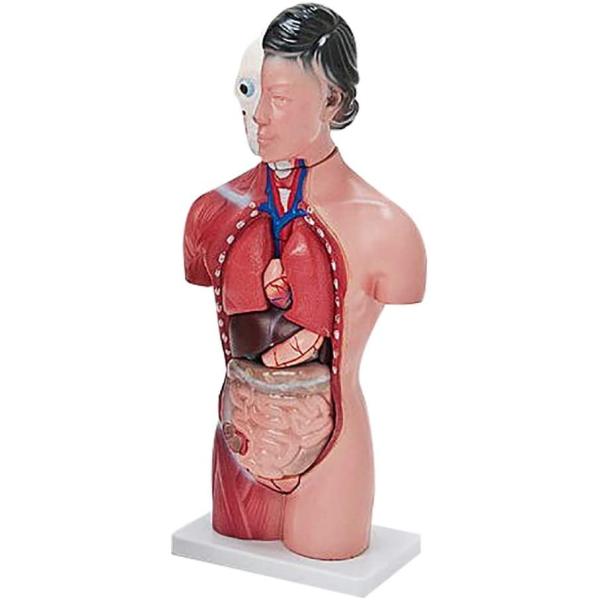人体模型 女性モデル リアルタイプ 44 ショップ 新品箱なし 人体解剖図 内臓 標本 学校 パーツ取り外し可能 Jk 4332a 病院 教材