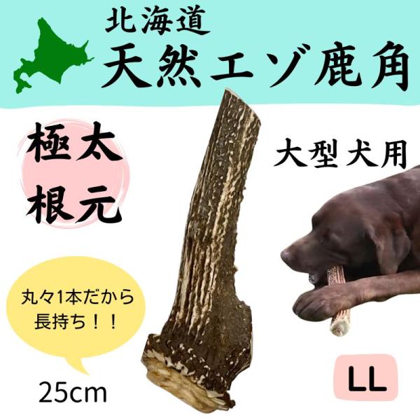 大型犬用 北海道天然エゾ鹿の角 1本 ★極太根元★ 約25cm【特大LLサイズ 大型犬用】 犬のおもちゃ 犬のおやつ 鹿のツノ 無添加 【Shicanta（シカンタ）】