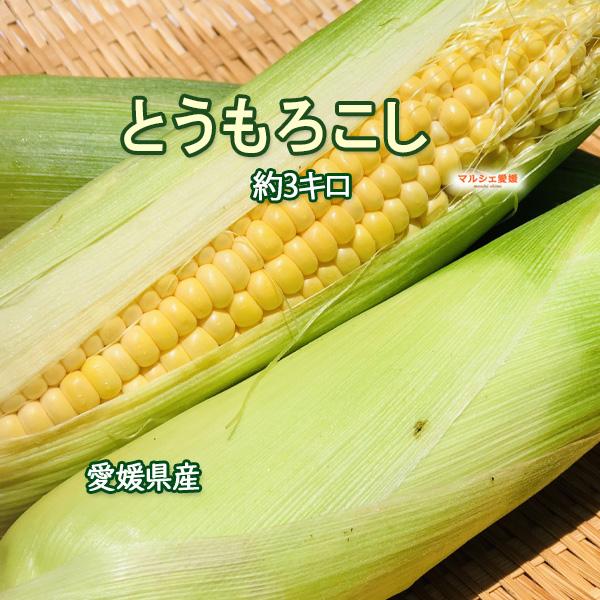 [Release date: June 18, 2026]とうもろこし　　内容量：11-13本　3L　約3kg保存方法：生のとうもろこしは皮の汚れをとり皮つきのまま濡らしたキッチンペーパーで包みポリ袋に入れ、ひげを上にして立たせて冷蔵保存。...