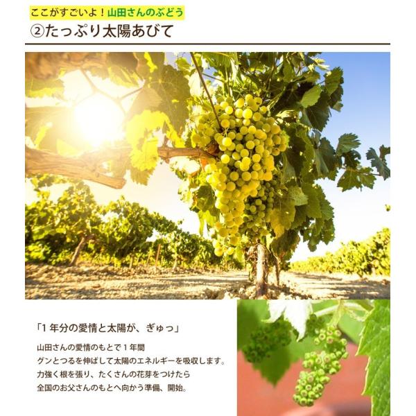 父の日 21 プレゼント 果樹 山田さん ぶどう 鉢植え デラウェア 鉢 苗 木 果物 ギフト 家庭菜園 誕生日 父 祖父 60代 70代 お中元 Buyee Buyee Japanese Proxy Service Buy From Japan Bot Online