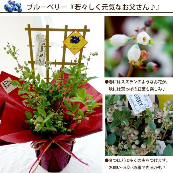 父の日 ギフト 果樹 お中元 初夏の果樹鉢植え 送料無料 サマーギフト 誕生日 プレゼント 鉢 苗 木 レモン ブルーベリー ブラックベリー Buyee Buyee Japanese Proxy Service Buy From Japan Bot Online