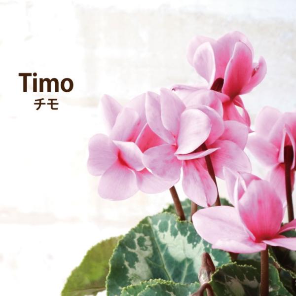花 花鉢 プレゼント 春まで咲く 八重咲き シクラメン チモ 鉢植えの花 ギフト 誕生日 お花 おしゃれ 還暦祝い 女性 母 祖母 60代 70代 80代 Buyee Buyee Japanese Proxy Service Buy From Japan Bot Online