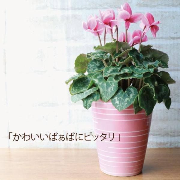 花 花鉢 プレゼント 春まで咲く 八重咲き シクラメン チモ 鉢植えの花 ギフト 誕生日 お花 おしゃれ 還暦祝い 女性 母 祖母 60代 70代 80代 Buyee Buyee 提供一站式最全面最專業現地yahoo Japan拍賣代bid代拍代購服務 Bot Online
