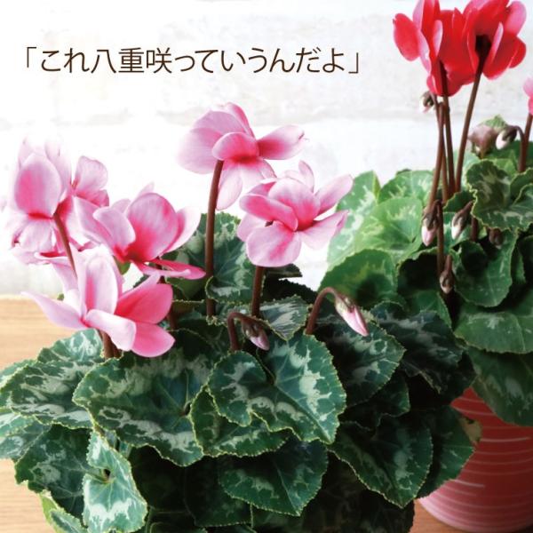 花 花鉢 プレゼント 春まで咲く 八重咲き シクラメン チモ 鉢植えの花 ギフト 誕生日 お花 おしゃれ 還暦祝い 女性 母 祖母 60代 70代 80代 Buyee Buyee 提供一站式最全面最專業現地yahoo Japan拍賣代bid代拍代購服務 Bot Online