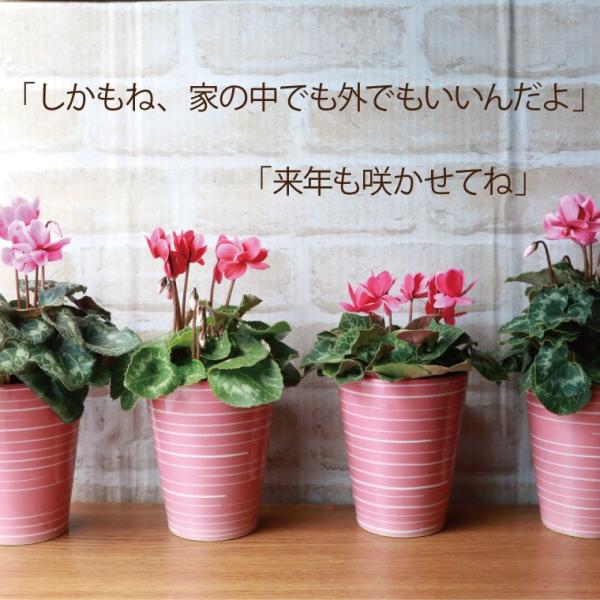 花 花鉢 プレゼント 春まで咲く 八重咲き シクラメン チモ 鉢植えの花 ギフト 誕生日 お花 おしゃれ 還暦祝い 女性 母 祖母 60代 70代 80代 Buyee Buyee 提供一站式最全面最專業現地yahoo Japan拍賣代bid代拍代購服務 Bot Online