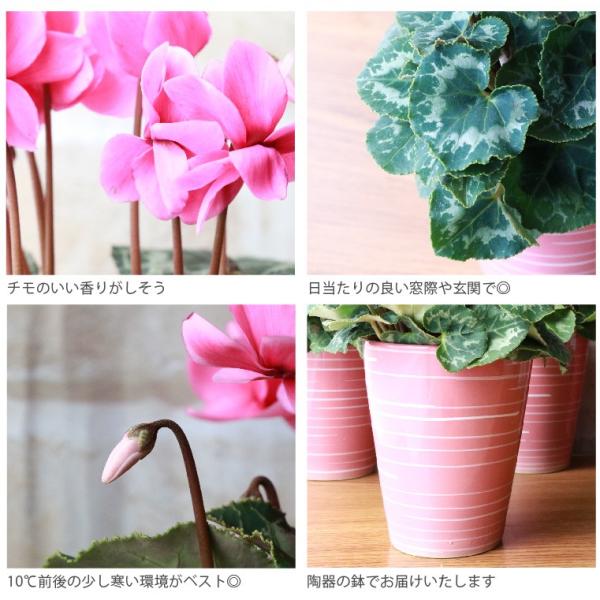 花 花鉢 プレゼント 春まで咲く 八重咲き シクラメン チモ 鉢植えの花 ギフト 誕生日 お花 おしゃれ 還暦祝い 女性 母 祖母 60代 70代 80代 Buyee Buyee Japanese Proxy Service Buy From Japan Bot Online