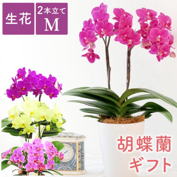 母の日 花 鉢植え 胡蝶蘭 ギフト 選べる ミディ コチョウラン 鉢花 生花 産地直送 洋ラン 開店祝い 還暦 古希 喜寿 お祝い 誕生日 プレゼント 女性 Buyee Buyee Japanese Proxy Service Buy From Japan Bot Online