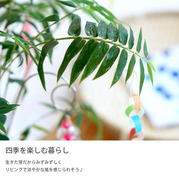 盆栽 鉢 七夕 笹飾り 鉢植え 竹 短冊 七夕飾り おしゃれ 鉢花 夏 ギフト 生花 観葉植物 卓上 飾り 置物 誕生日 プレゼント 祖父 祖母 子ども Buyee Buyee Japanese Proxy Service Buy From Japan Bot Online