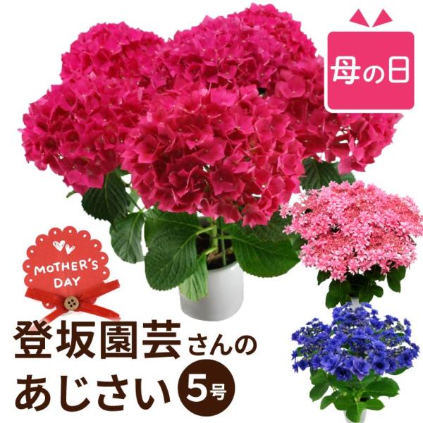 鉢植え 花 ギフト 登坂園芸 あじさい 鉢花 紫陽花 誕生日 プレゼント 古希 喜寿 祝い 女性 母 祖母 50代 60代 70代 80代 Buyee Buyee Japanese Proxy Service Buy From Japan Bot Online