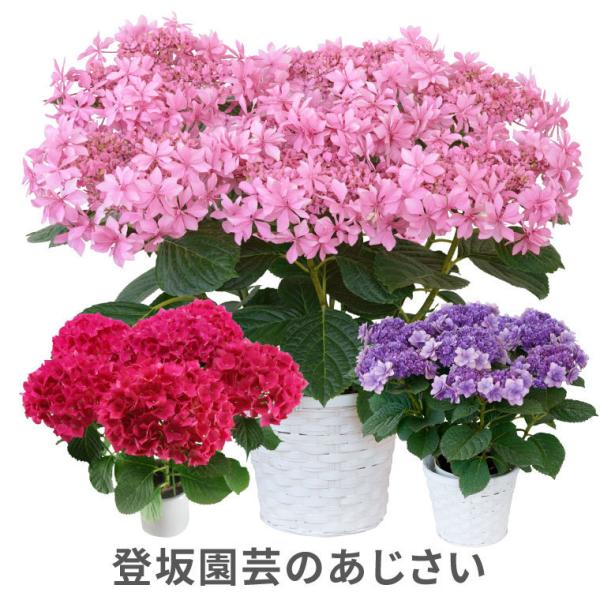 鉢植え 花 ギフト 登坂園芸 あじさい 鉢花 紫陽花 誕生日 プレゼント 古希 喜寿 祝い 女性 母 祖母 50代 60代 70代 80代 Buyee Buyee Japanese Proxy Service Buy From Japan Bot Online