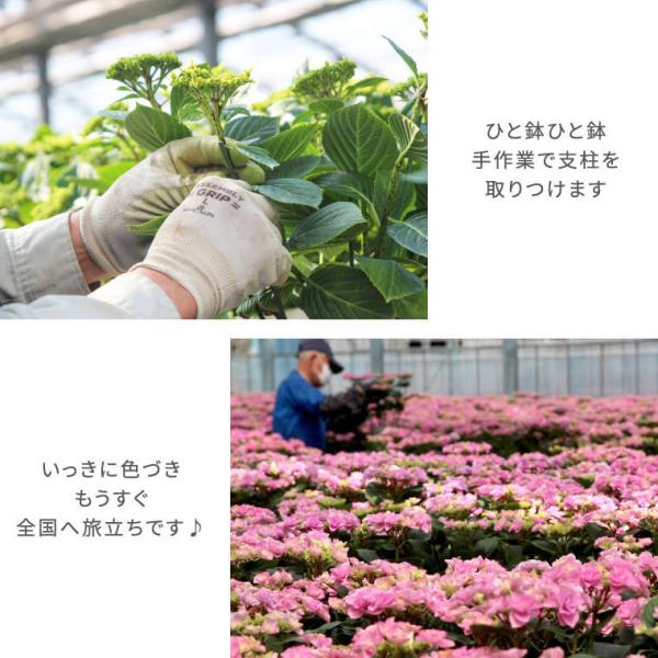 鉢植え 花 ギフト 登坂園芸 あじさい 鉢花 紫陽花 誕生日 プレゼント 古希 喜寿 祝い 女性 母 祖母 50代 60代 70代 80代 Buyee Buyee Japanese Proxy Service Buy From Japan Bot Online