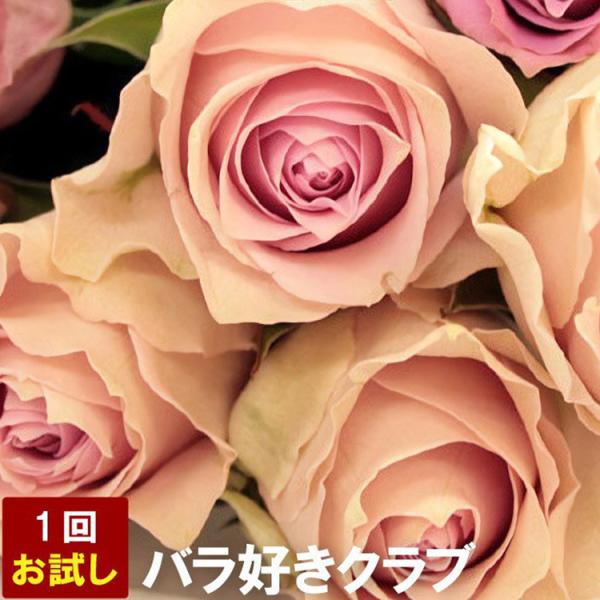 花 定期便 バラ好きクラブ 1回分お試し バラの花 薔薇 ばら 生花 お花 誕生日 プレゼント ギフト 女性 母 退職祝い 宅配 配達