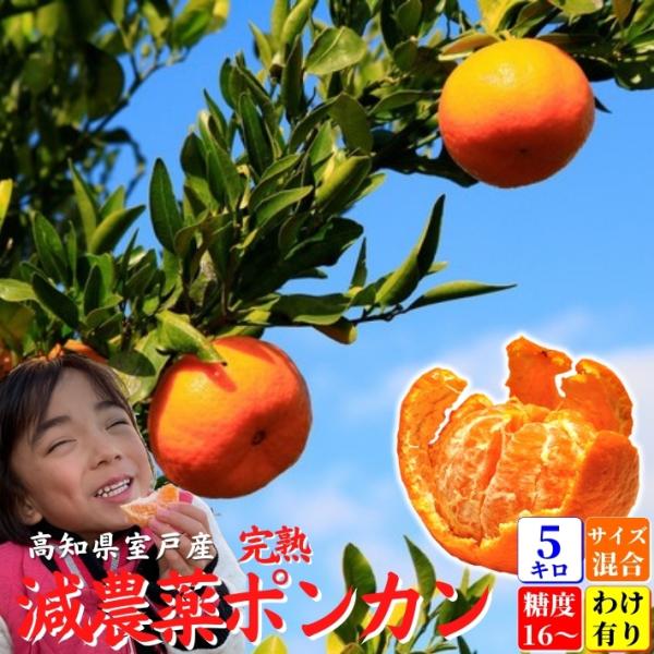 【24時間以内発送】高知県産 無農薬 約5kg 3L 24時間以内発送】高知県産 無農薬 約5kg 3L 楽天市場】無農薬（