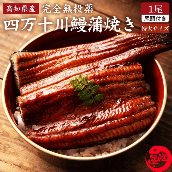 四万十川河口で獲れた唯一本物の四万十うなぎ抗生物質などの薬品を一切使わず、四万十川の地下水で育てました！安心安全の無投薬育成の四万十うなぎは、自然の川水のような環境で育てているので、自然の風味があり、固めの皮と引き締まった厚い身を持ち、「天...