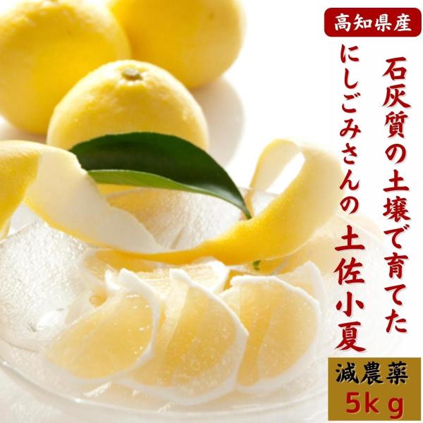 土佐小夏 減農薬 石灰質の土壌で育てた小夏 5kg 高知県産 日向夏 贈答
