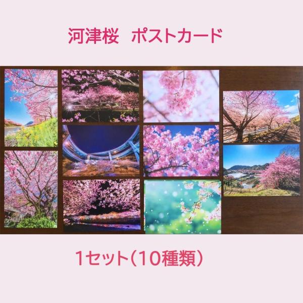 河津桜 ポストカード 10枚1セット 風景はがき 絵はがき