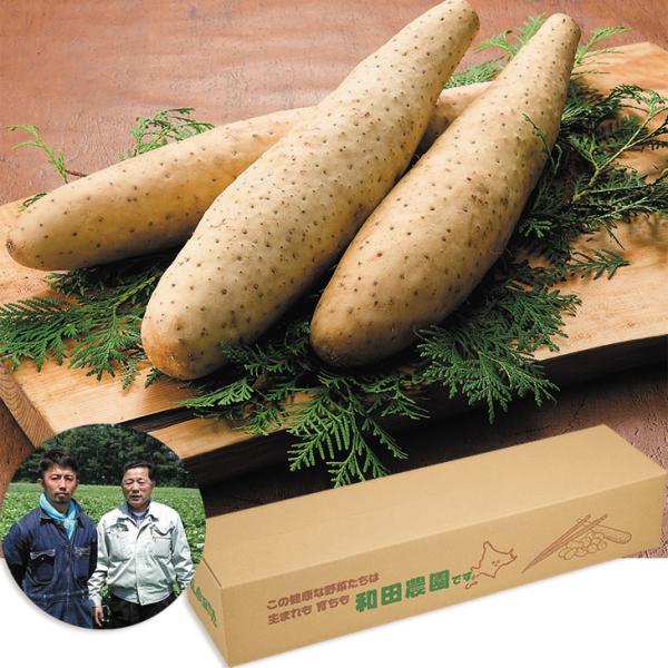お歳暮 ギフト 和田農園（北海道十勝地区） 和田さんの長芋 （220_26冬）
