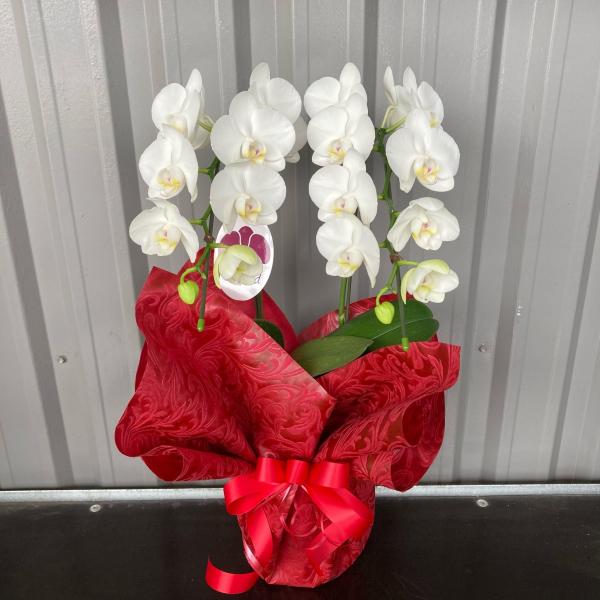 Iׂ邨F e[uӒ  2{yz   JƏj JXj ړ]j a eMtg 