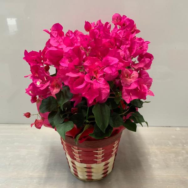 [Release date: May 5, 2026]ブーゲンビリアは南国ならではの鮮やかな色合いが魅力の「情熱」の花。花言葉は「情熱」、「あなたしか見えない」カゴラッピングしてお届けします。※【送料無料】（但し、北海道・沖縄へのお届けは別...