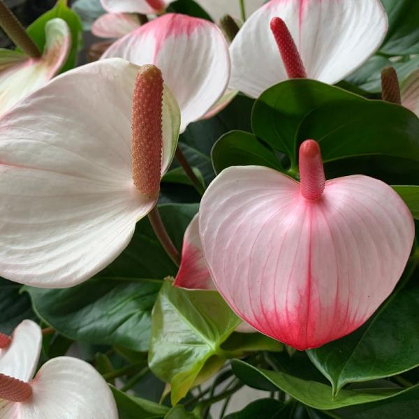 アンスリウム 白ピンク アマリアエレガンス 10号 送料無料 花 ギフト おすすめ 指定日配達 父の日 ギフト お中元 お誕生日 開店祝 移転祝 御祝 Buyee Buyee บร การต วกลางจากญ ป น ซ อจากประเทศญ ป น