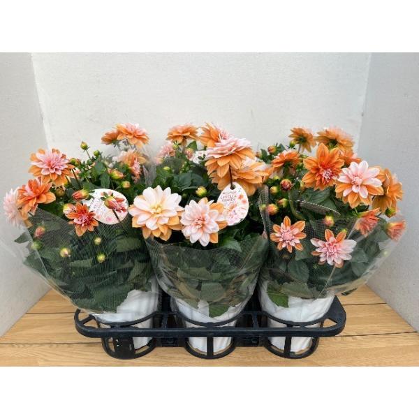 [Release date: April 28, 2026]ダリア『ラベラ・グランデ　キャラメル』は、鮮やかな花色が目を引く魅力的な品種です。オレンジ〜アプリコットカラーとホワイトのグラデーションがとても美しく、稀に単色で咲くこともあります...