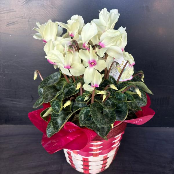 花色 黄色/基が赤紫世界的に珍しい黄花シクラメン。花の中心に赤紫の「目」が入ります。目がアクセントとなり黄色を引き立てている、大変美しい品種です。希少な品種なので、ご購入はお早めに！シクラメンは個体によって色・花びらの形状が違うため、画像と...