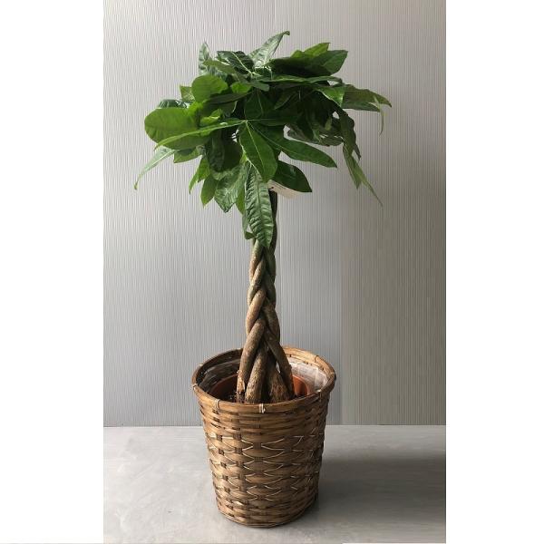 y݌ɂzpLijW JSbsOtyzϗtA JƏj/JXj/ړ]j/a/eMtg/