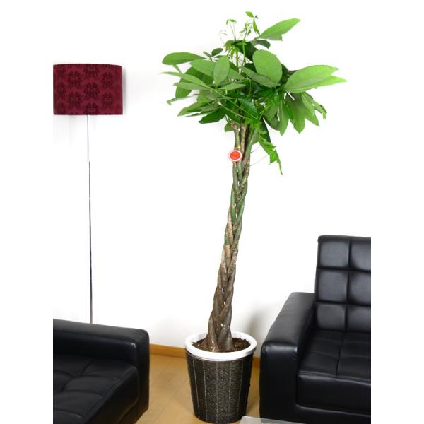 y݌ɂzpL 10 JStyzϗtA JƏj/JXj/ړ]j/a/eMtg/