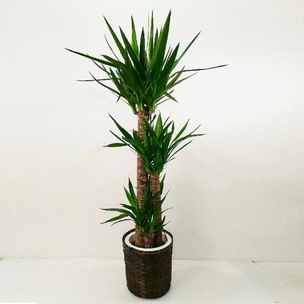 y݌ɂzbJ N̖؂WJSbsOtyzϗtA JƏj/JXj/ړ]j/a/eMtg/