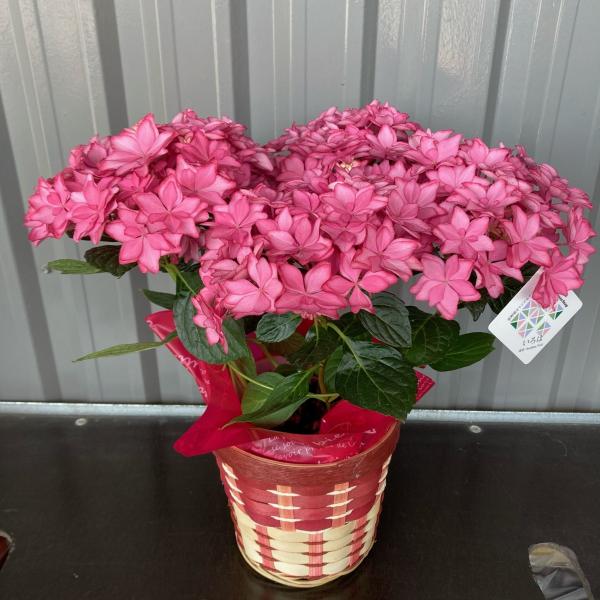 2026N428o׊Jn\肠T Iׂi ́Ee}yzA  ʋ 50cm ̓ eMtg