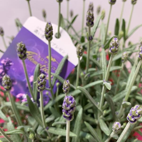 選べる イングリッシュラベンダー アロマティコブルー アロマンスホワイト かのん ５号 送料無料 春分ほぼ咲き終わり Buyee Servis Zakupok Tretim Licom Buyee Pokupajte Iz Yaponii