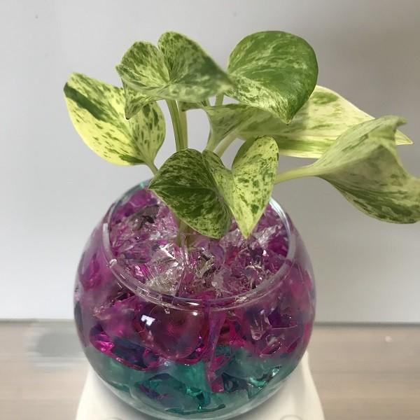 選べるミニ観葉植物 バブルゼリー S 1鉢 インテリアグリーン ハイドロカルチャー 水耕栽培 観葉植物 開業祝 開店祝 移転祝い お誕生日 各種ギフト お供えに Buyee Buyee Japanese Proxy Service Buy From Japan Bot Online