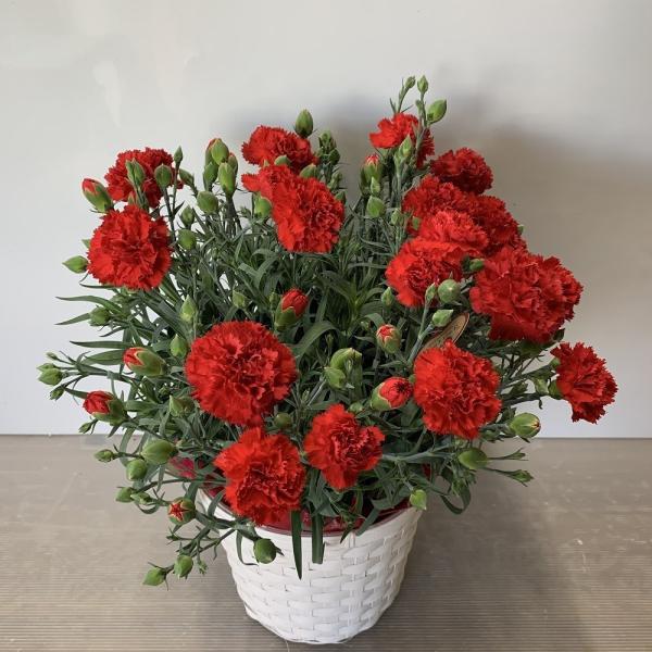 [Release date: April 28, 2026]母の日の心を込めた贈り物をお届け♪お母さんも大好き！母の日におすすめのカーネーションでお母さんを笑顔にしませんか？定番のカーネーション6号鉢かごラッピング！ボリューム良し！バランス...