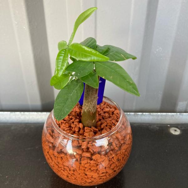 おまかせ ミニ観葉植物 ガラスボールs セラミス植 1個 観葉植物 ハイドロカルチャー Buyee Buyee Japanese Proxy Service Buy From Japan Bot Online